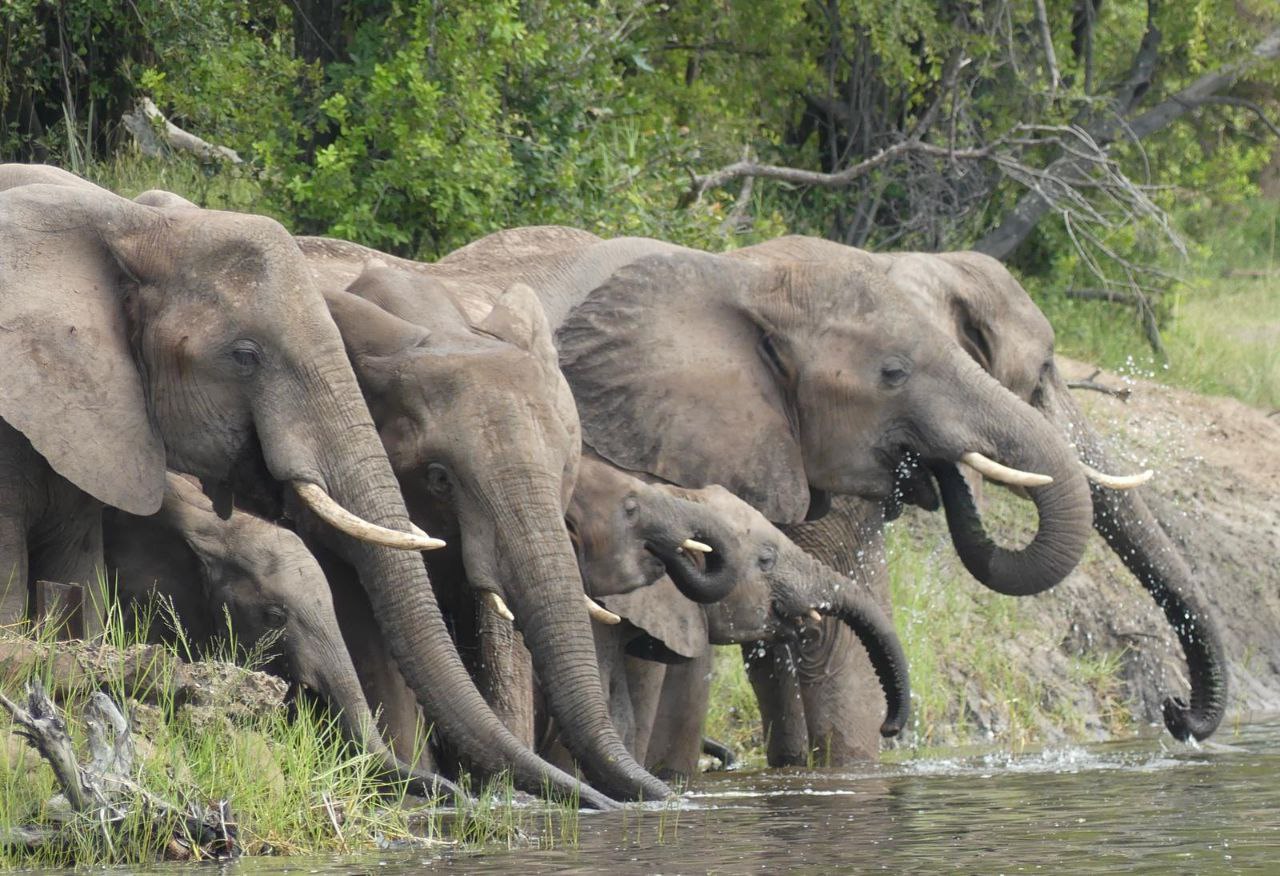 Safari moment