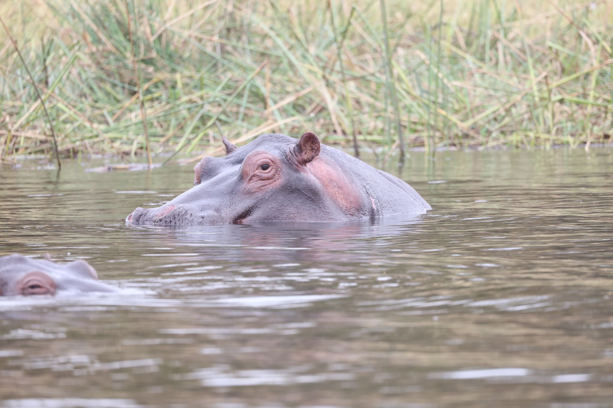 Serengeti Great Migration