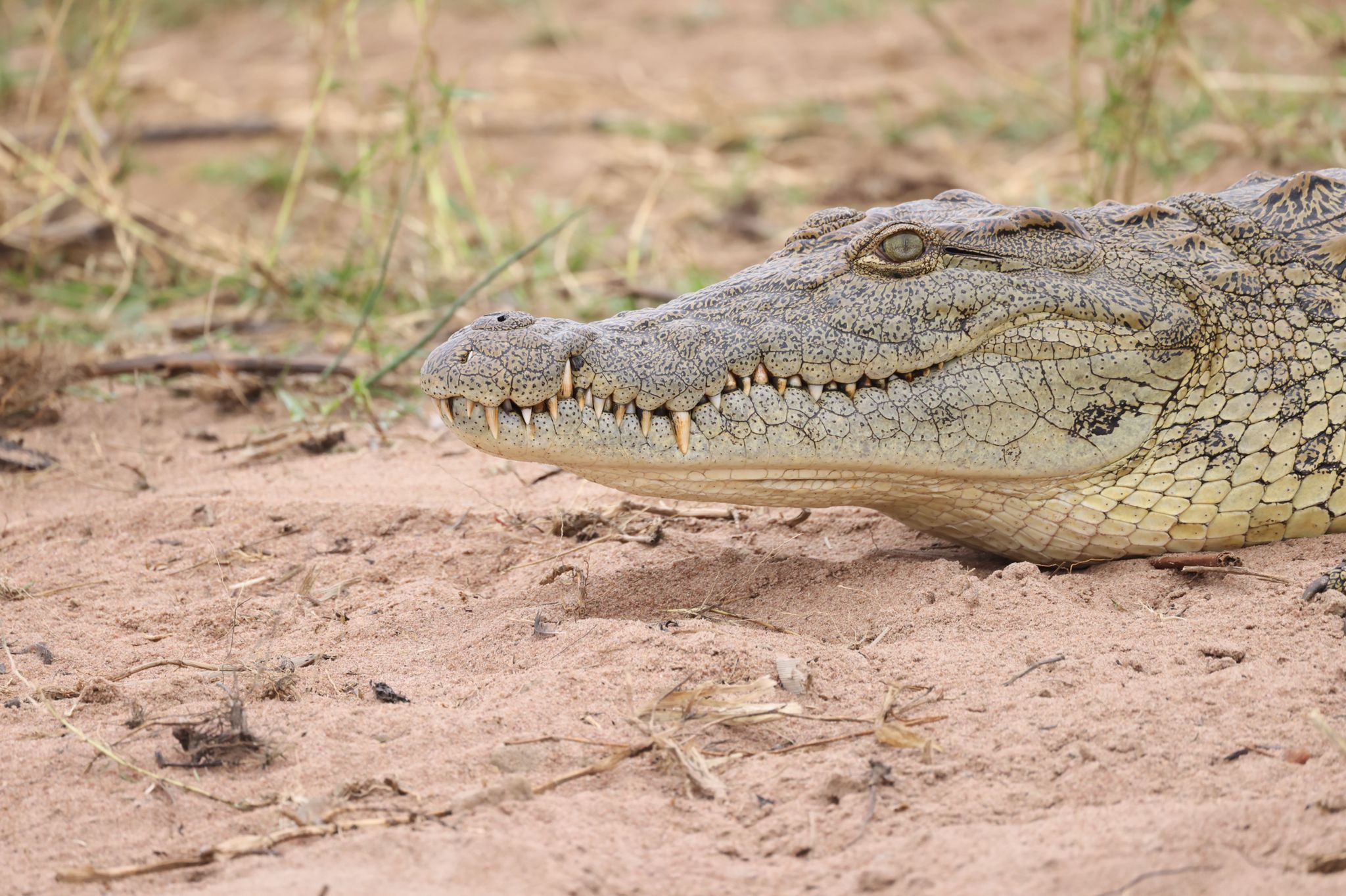 Uganda Big Five and Nile safari