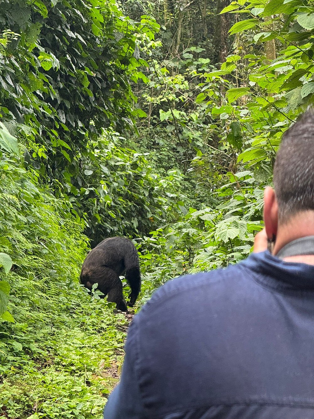 Chimpanzees trekking in Nyungwe National Park 2026