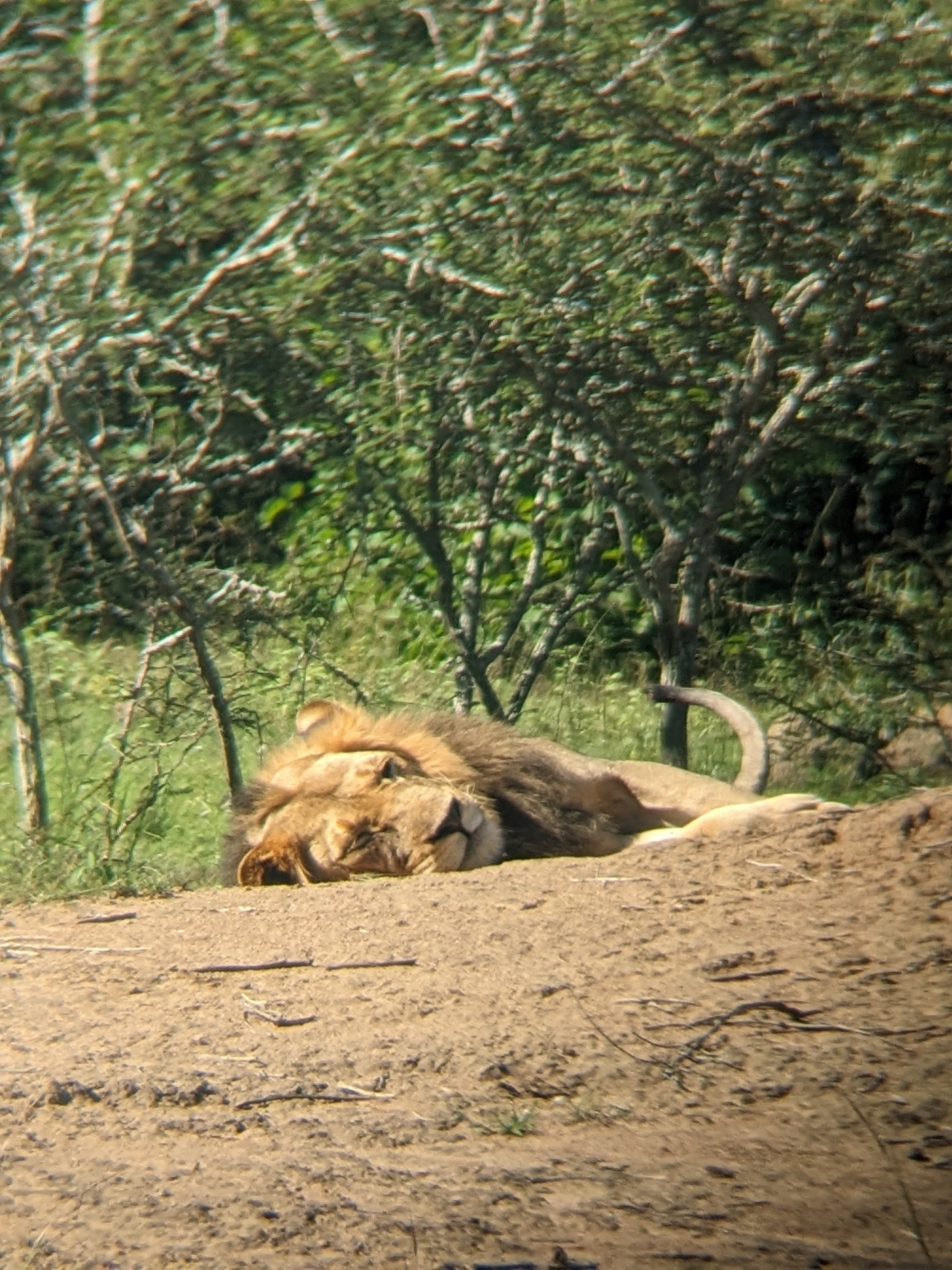 Safari moment