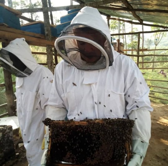 Beekeeping Experience